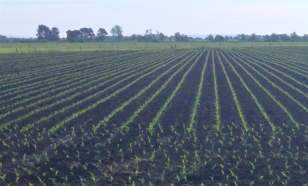 Maize planted on the farm which will be harvested and fed out when the drought hits