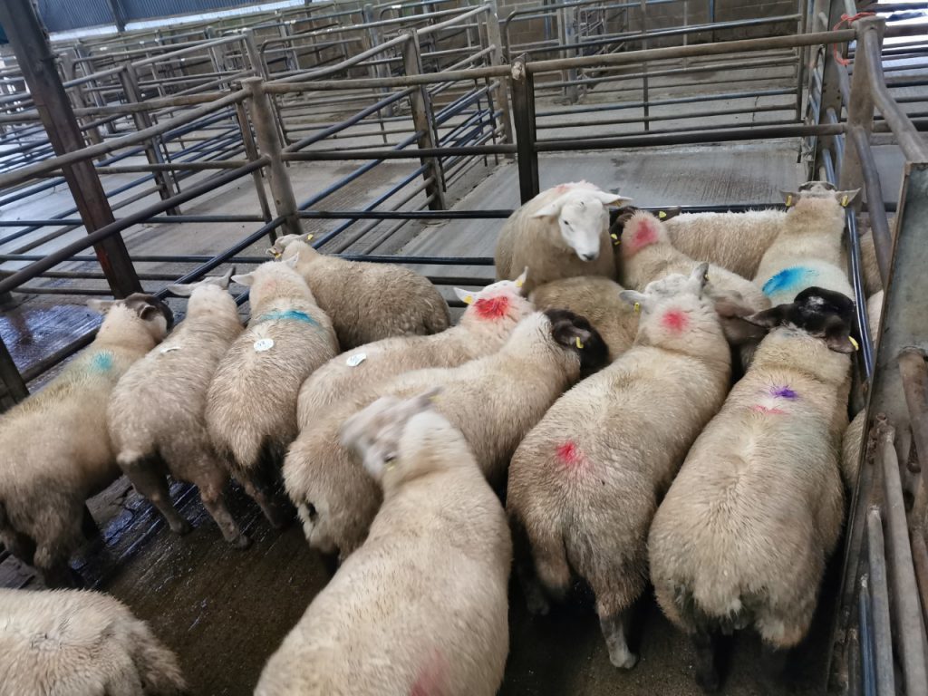17 lambs weighing 59kg sold for €110/head