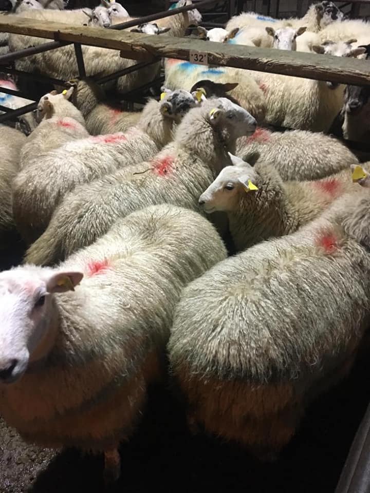 This pen of nine ewe lambs sold for €84.50/head