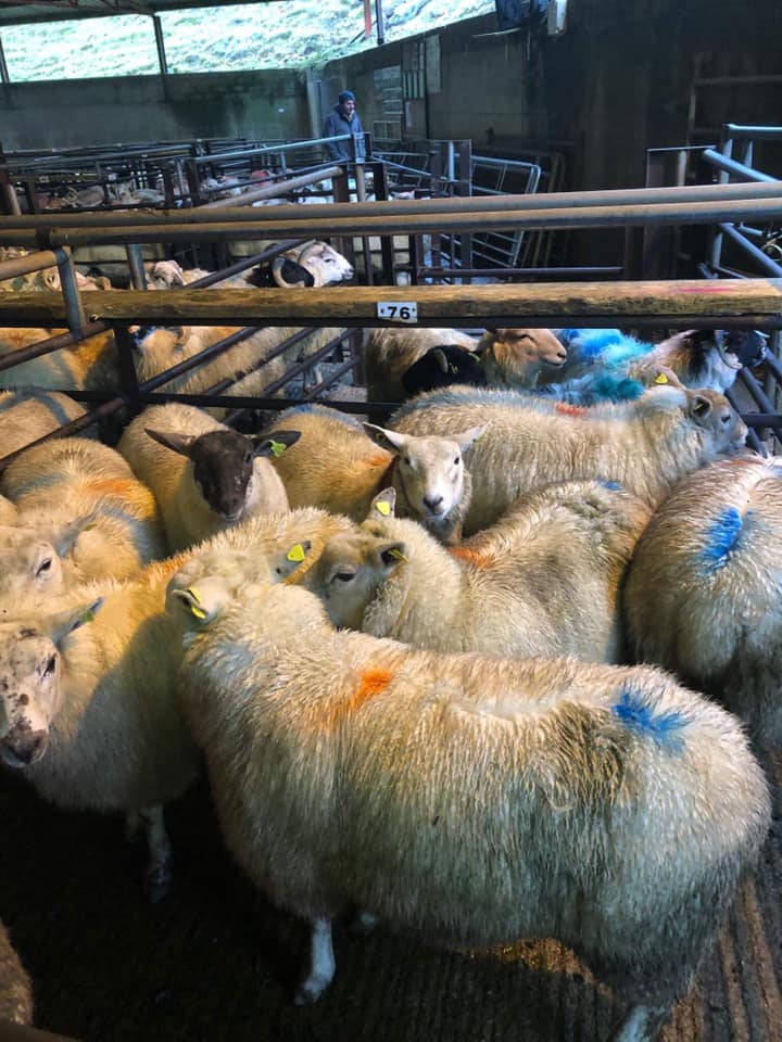 This pen of 10 lambs weighing 46kg sold for €98.50/head