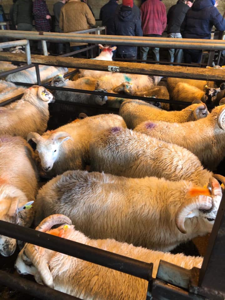 This pen of 10 ram lambs sold for €80/head