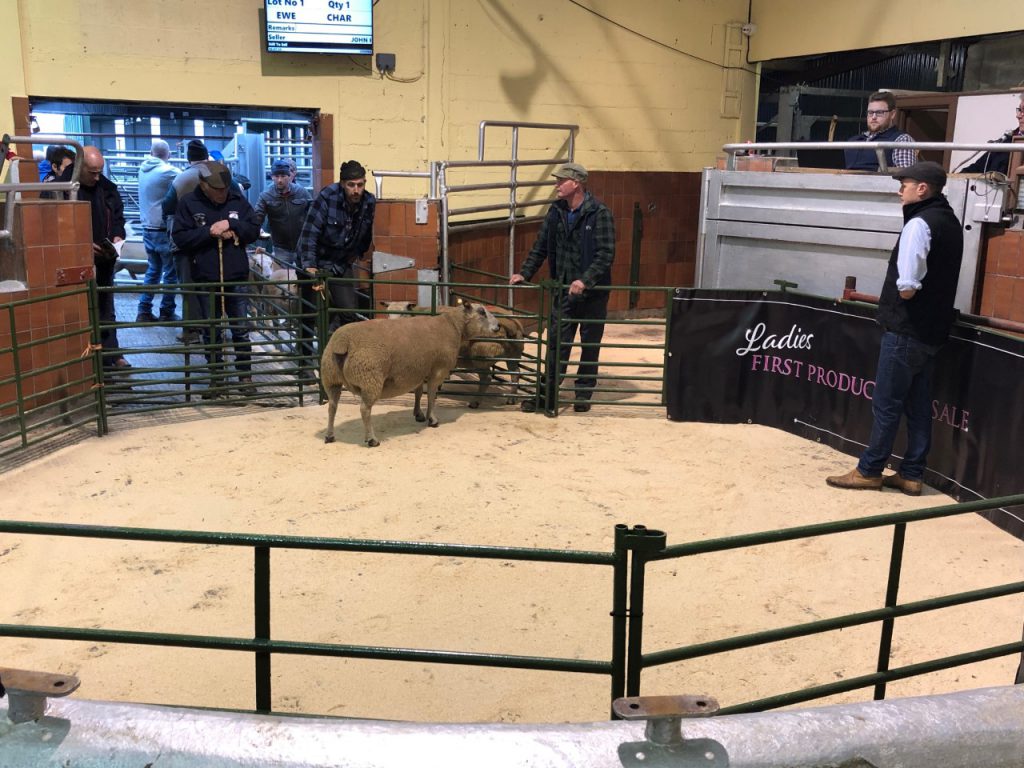 This single-bearing ewe went unsold; it was bid to a price of €350