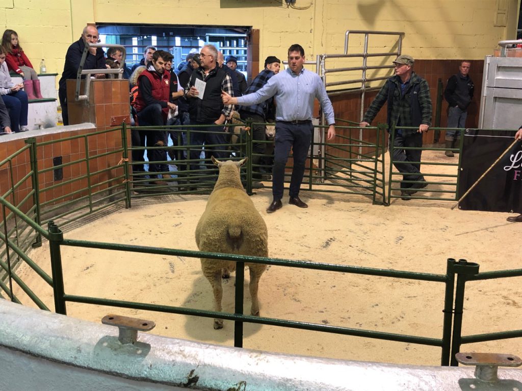 This single-bearing ewe sold for €650