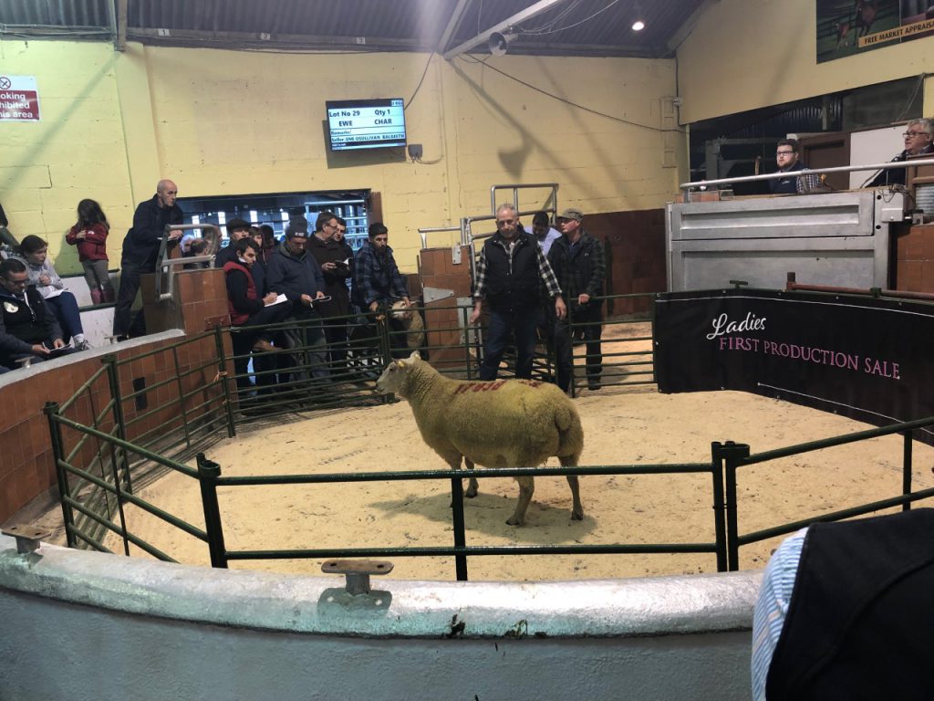 This twin-bearing ewe sold for €520