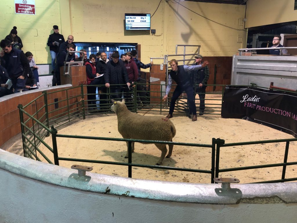 This twin-bearing ewe sold for €1,400