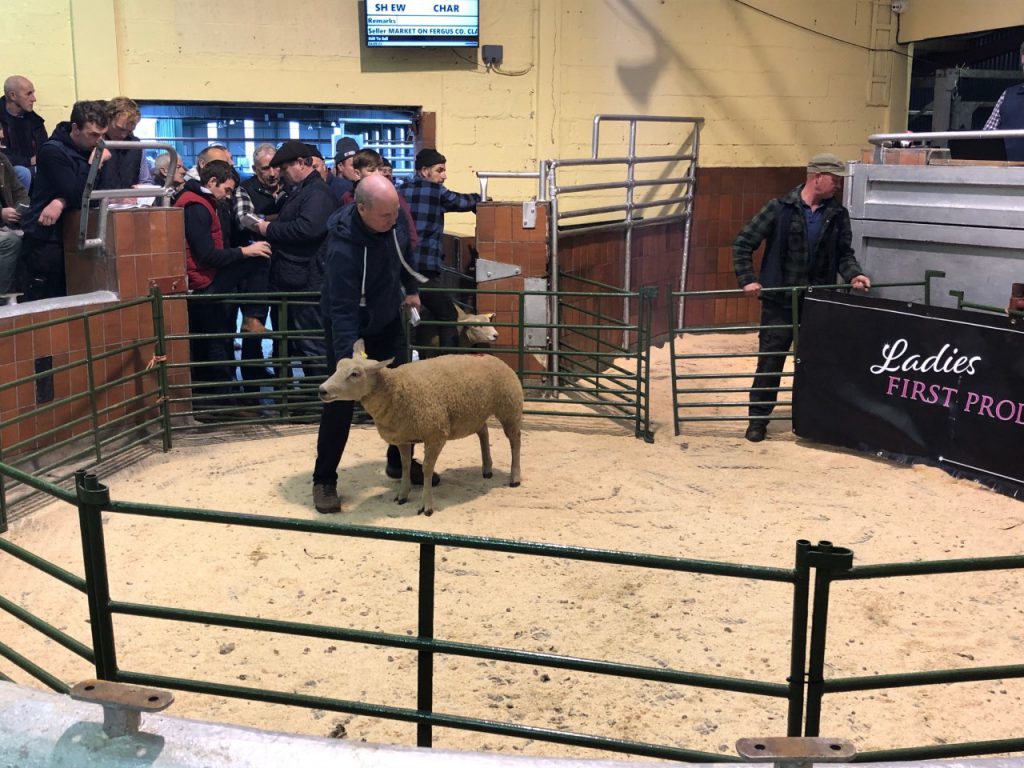 This single-bearing ewe sold for €500