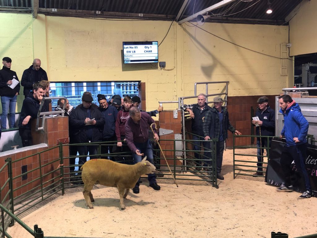 This twin-bearing ewe lamb went unsold; it was bid to a price of €600