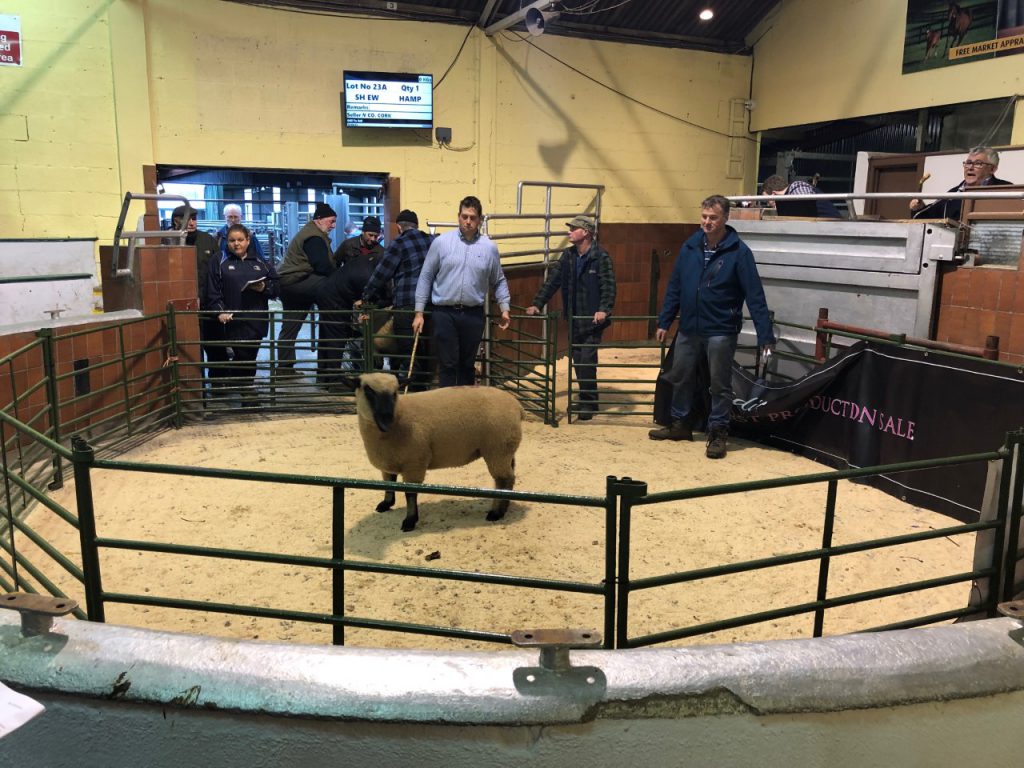 This single-bearing shearling ewe sold for €400