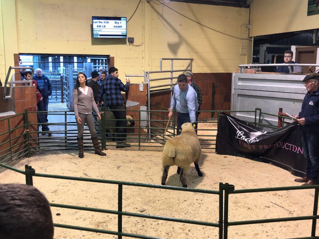 This ewe lamb sold for €500