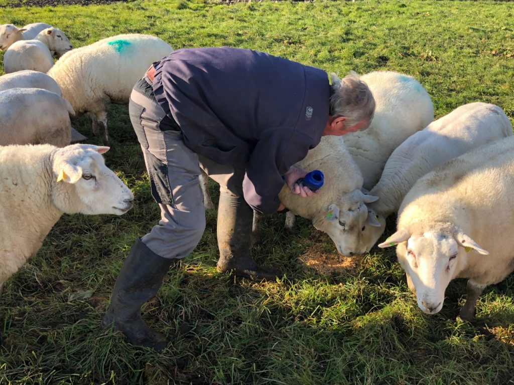 Larry applying a blue-coloured paste, which acts as a raddle on the ram