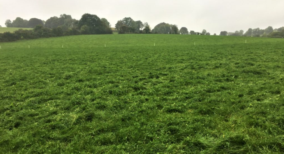 Paddocks on the holding (2017)
