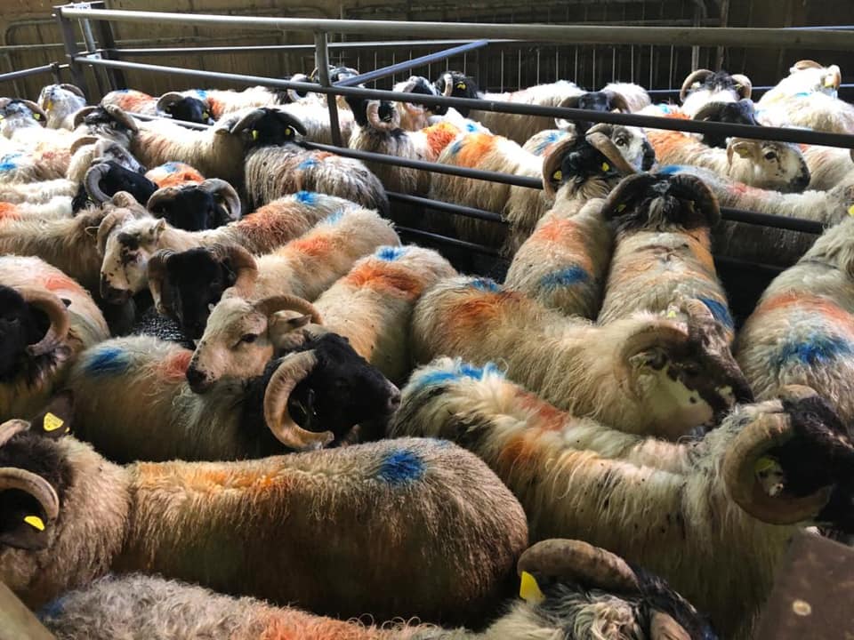 This pen of 48 ram lambs weighing 35kg sold for €75/head