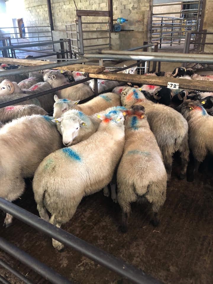 This pen of seven ram lambs weighing 51kg sold for €113/head