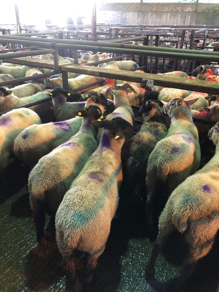 This pen of eight ram lambs sold for €86.50/head