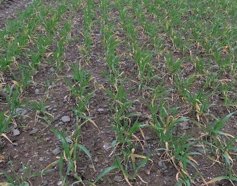 Spring barley, drilled in the autumn, has been popular for a number of years with growers on free draining soils
