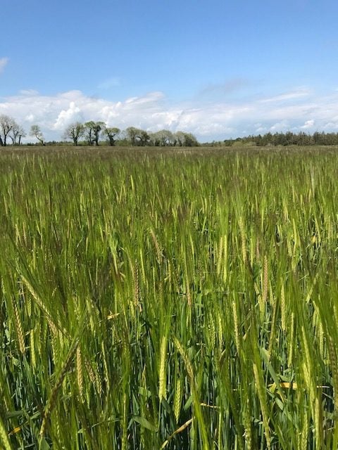 Craft winter malting barley can be recognised by its distinctive purple awns