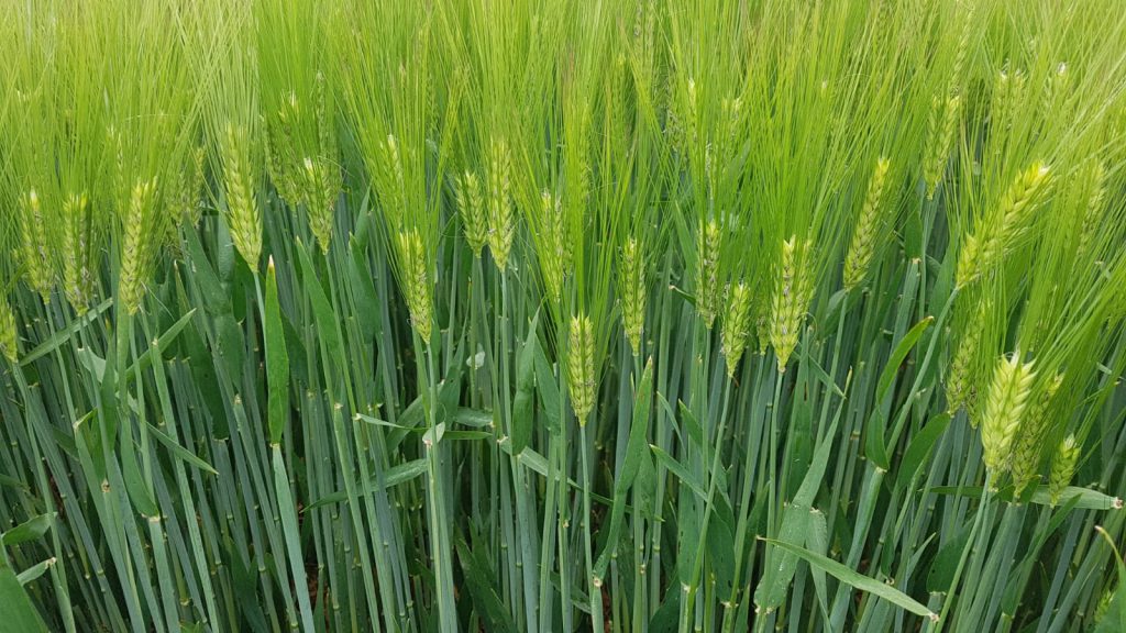 The yield from Pixel was exceptional last year, however, Ramularia was a concern