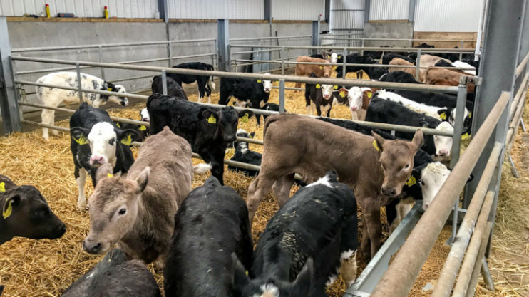 Some of the 2018-born calves on Richard’s farm earlier this year