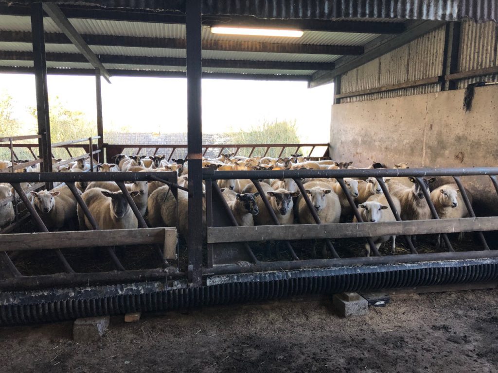 These ewes were housed 10 hours prior to scanning