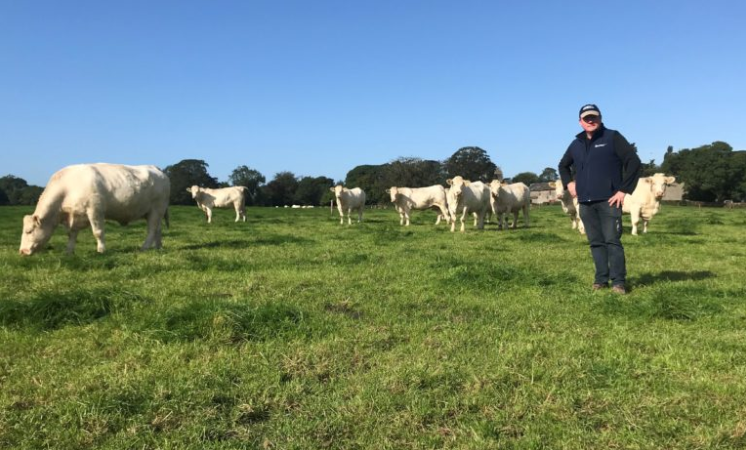 Cavan man Donal Callery with some of the Charolais herd prior to the sale