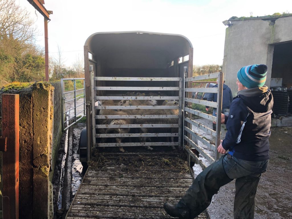 The last of this year’s crop of lambs loaded and ready for the factory