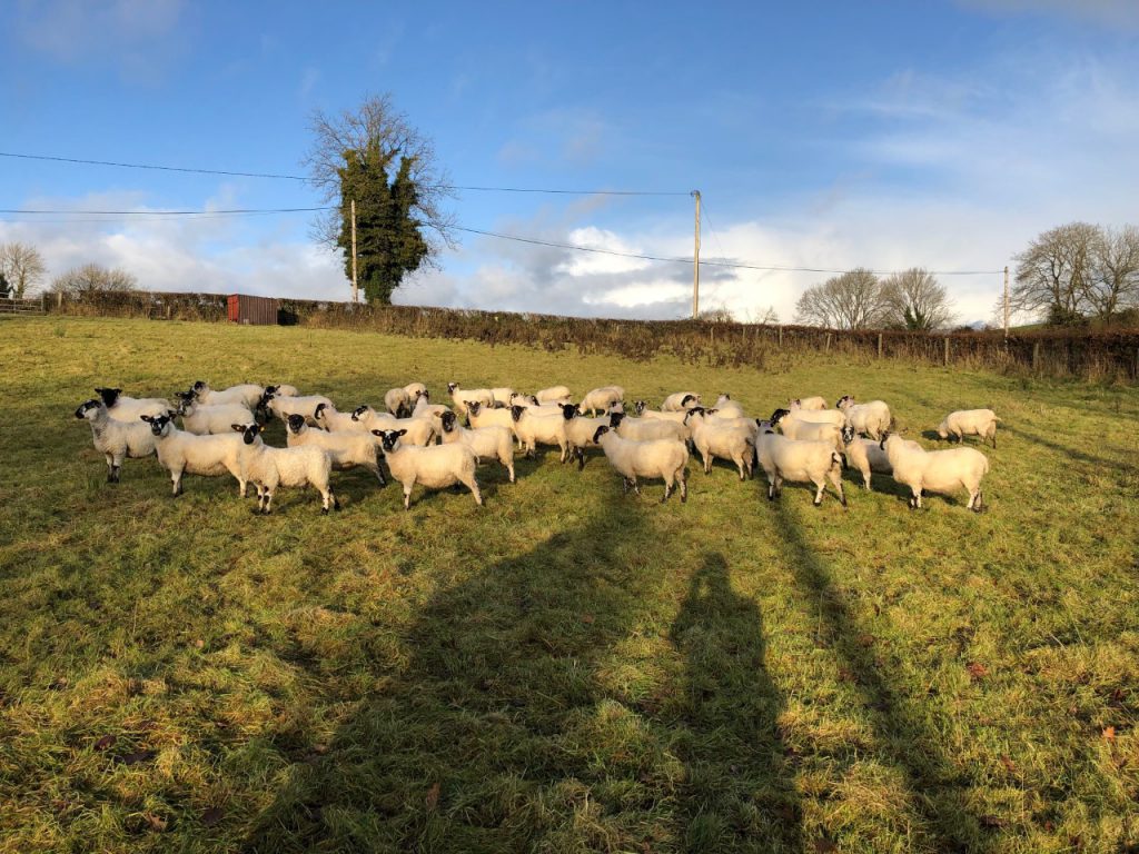 Some of the Mayo Mule ewe lambs bought this year
