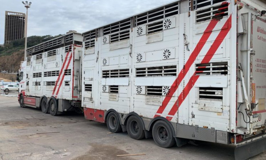 Irish bulls arriving in Algeria recently