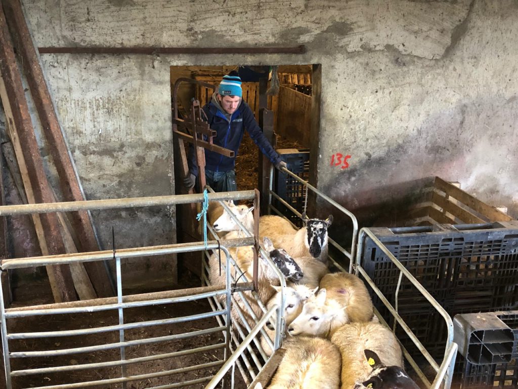 Some of the Mayo Mule and Lleyn ewes waiting to be scanned
