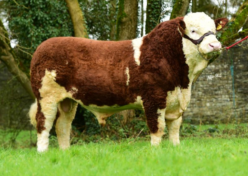 SI4590: Shiloh Hot Rod