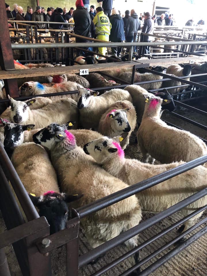 This pen of 10 dry ewes sold for €97/head