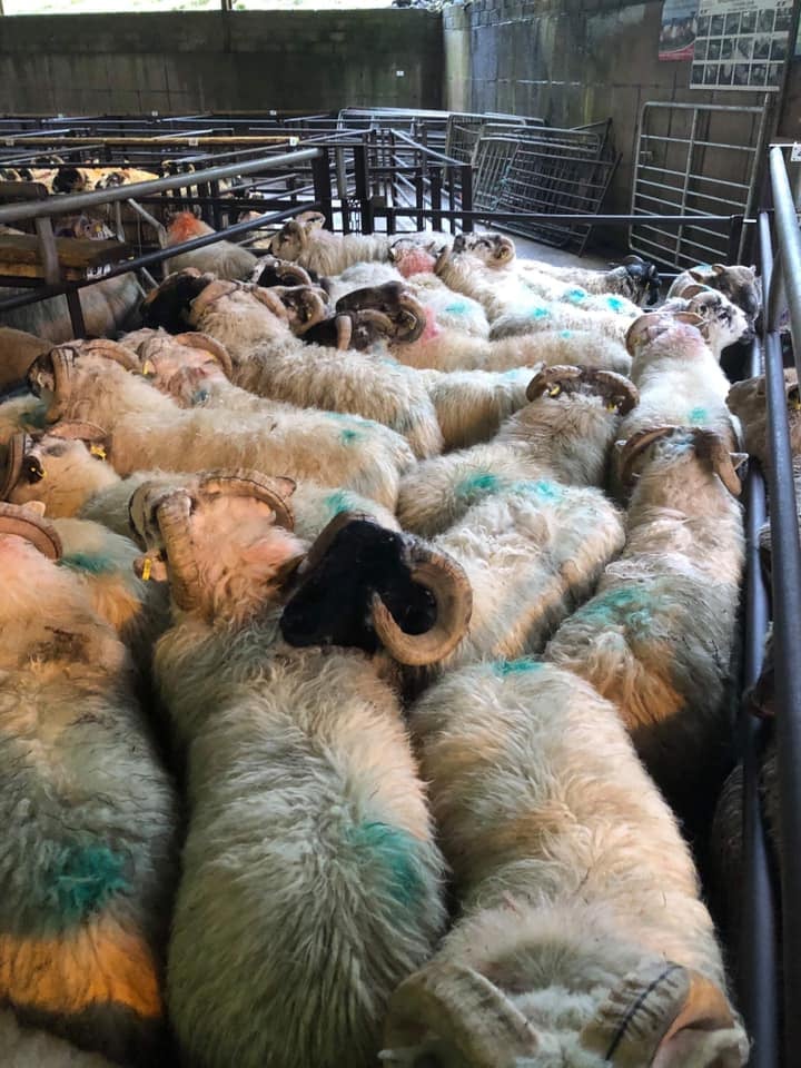 This pen of 30 store lambs weighing 38kg sold for €95/head