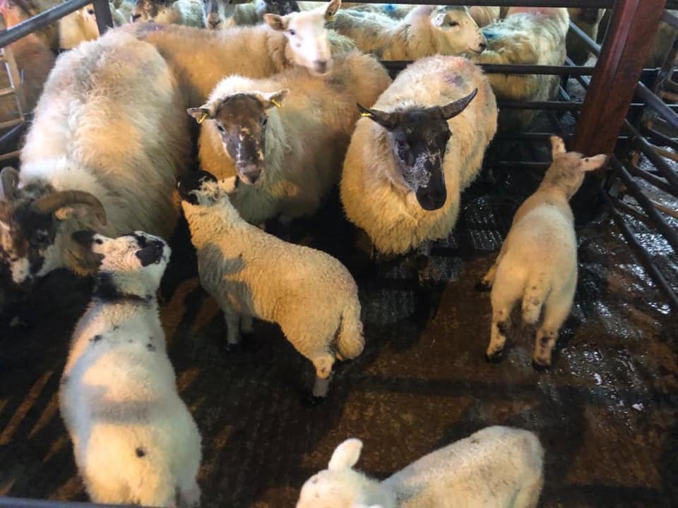 This pen of four two-year-old ewes with four lambs at foot sold for €155/head