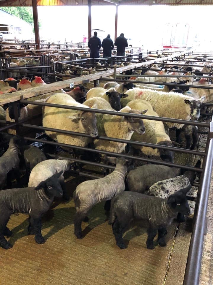 This pen of five ewes with 10 lambs at foot sold for €270/head