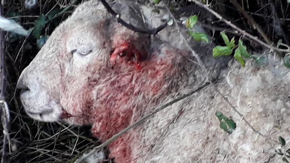 Image source: Laois Dog Pound Services