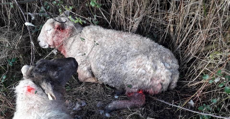 Image source: Laois Dog Pound Services