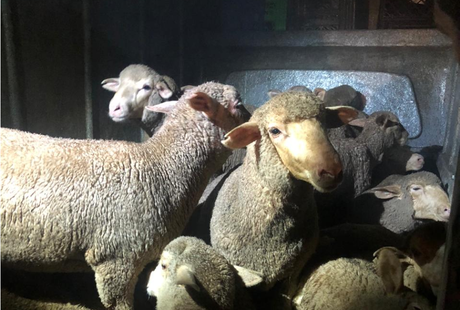 Image source: South African Police Service