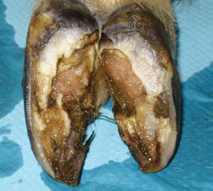 Footrot. Image source: Teagasc