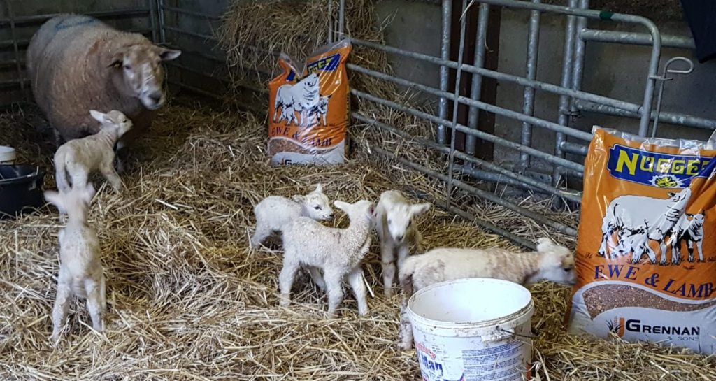 Image source: J Grennan and Sons Facebook