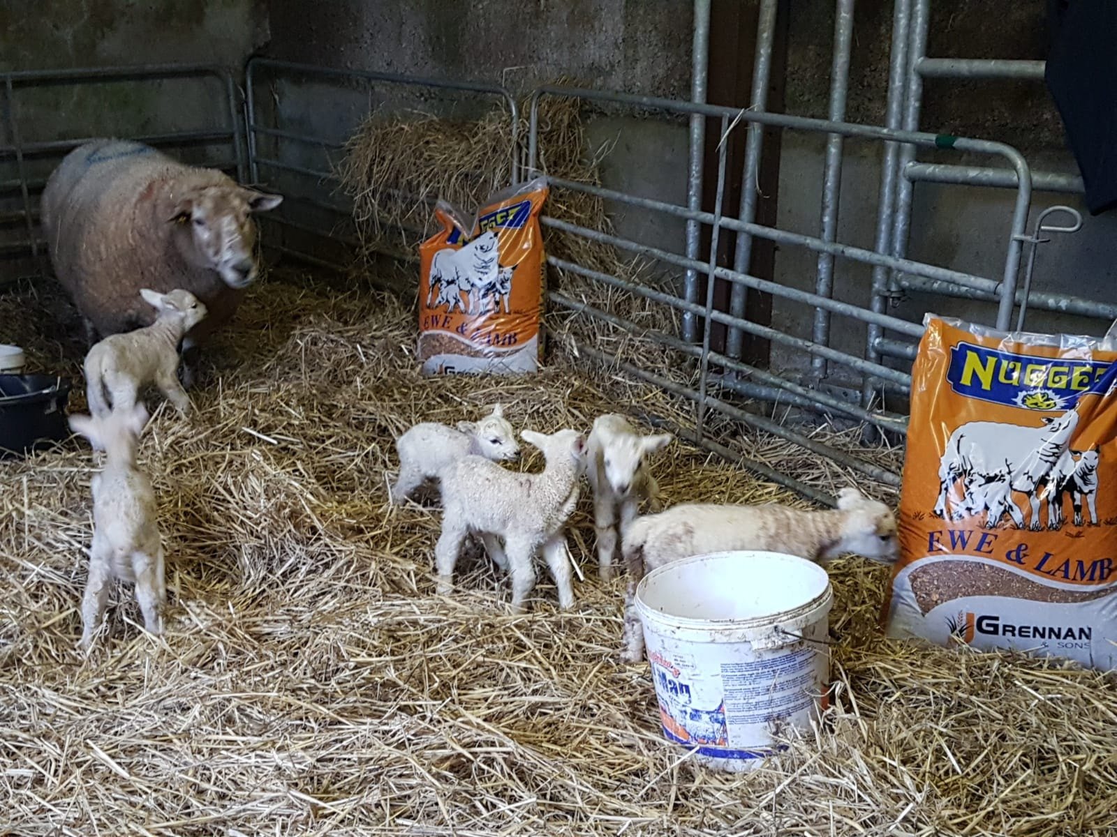 Image source: J Grennan and Sons Facebook