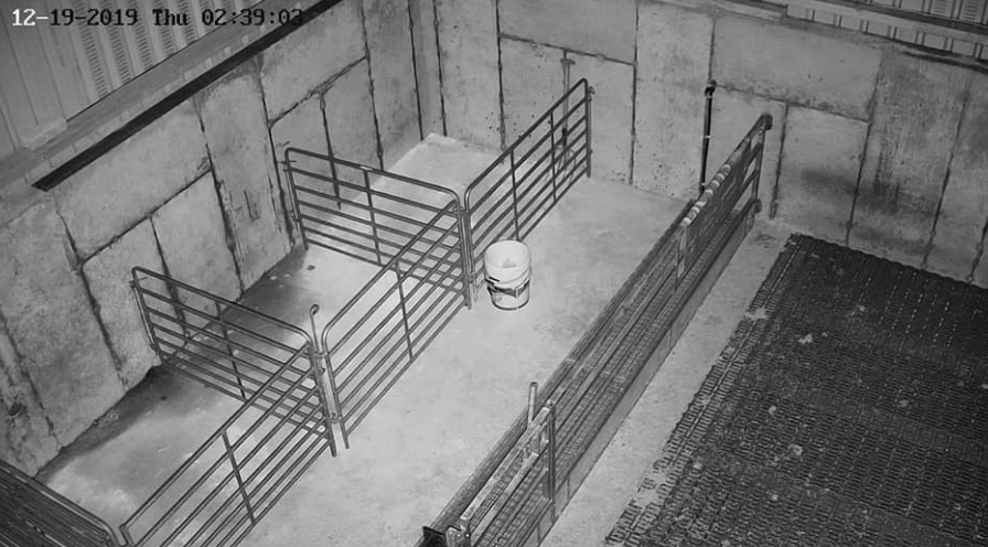 A camera set up in a sheep shed that AgriLand paid a visit to recently