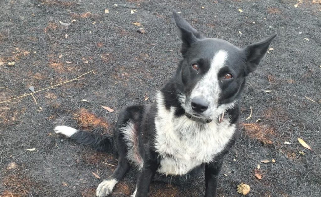 Image source: Patsy the Wonderdog Instagram