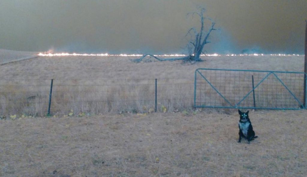 Image source: Patsy the Wonderdog Instagram