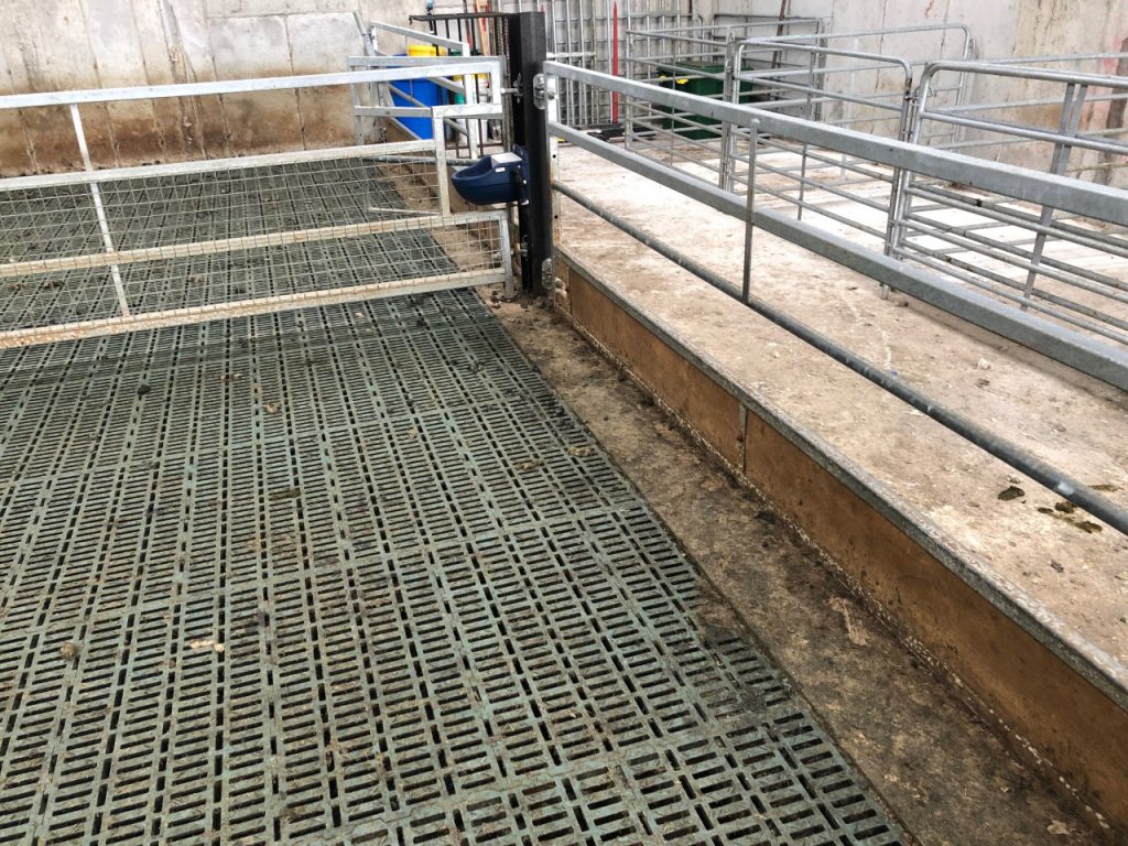 Leaving a gap between the feed-face and the slats allows for lime to be spread in the pen