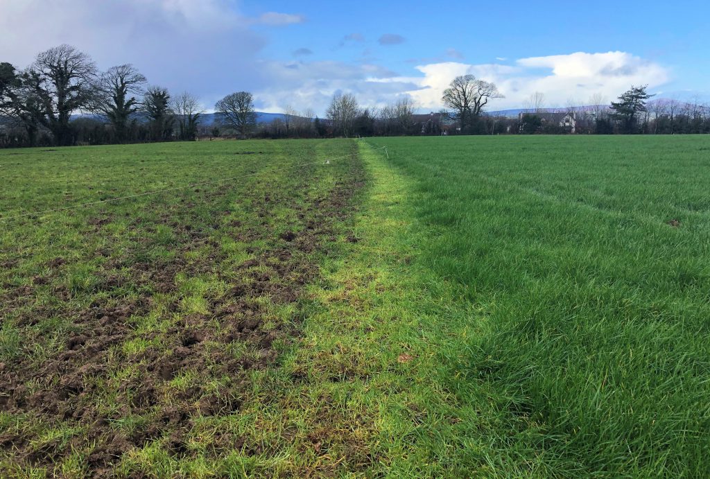 Strip grazing is an effective method to extend the season