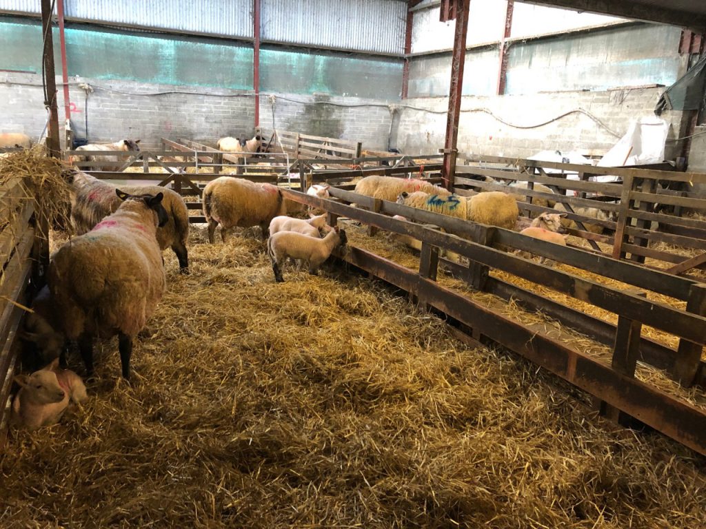 Farmers should free up pens in the shed for ewes and their lambs if poor weather conditions persist