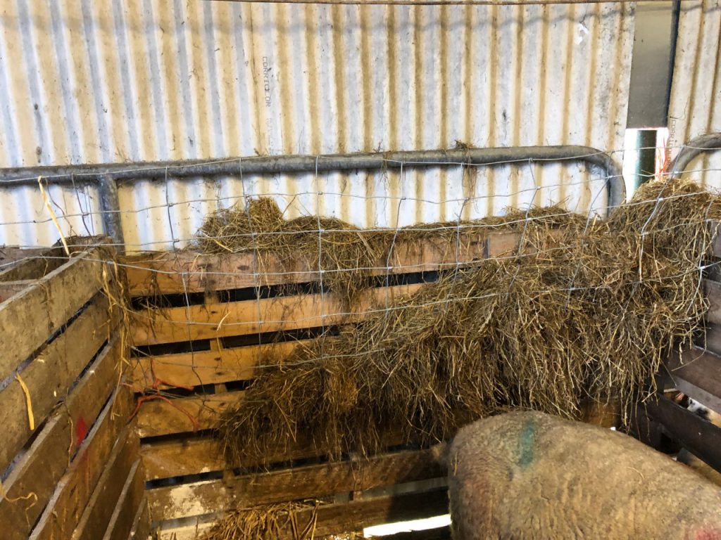 Sheep wire used as a feeding rack for ewes that have lambed
