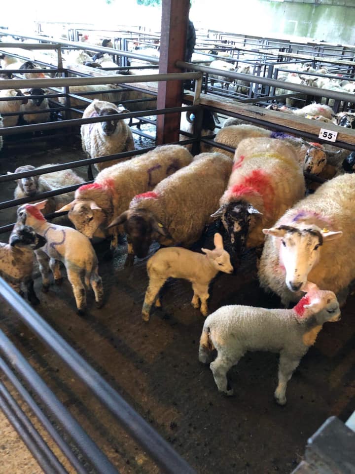 Four ewes with four lambs at foot sold for €171/head