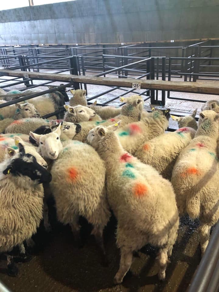 This pen of 14 hoggets sold for €96.50/head