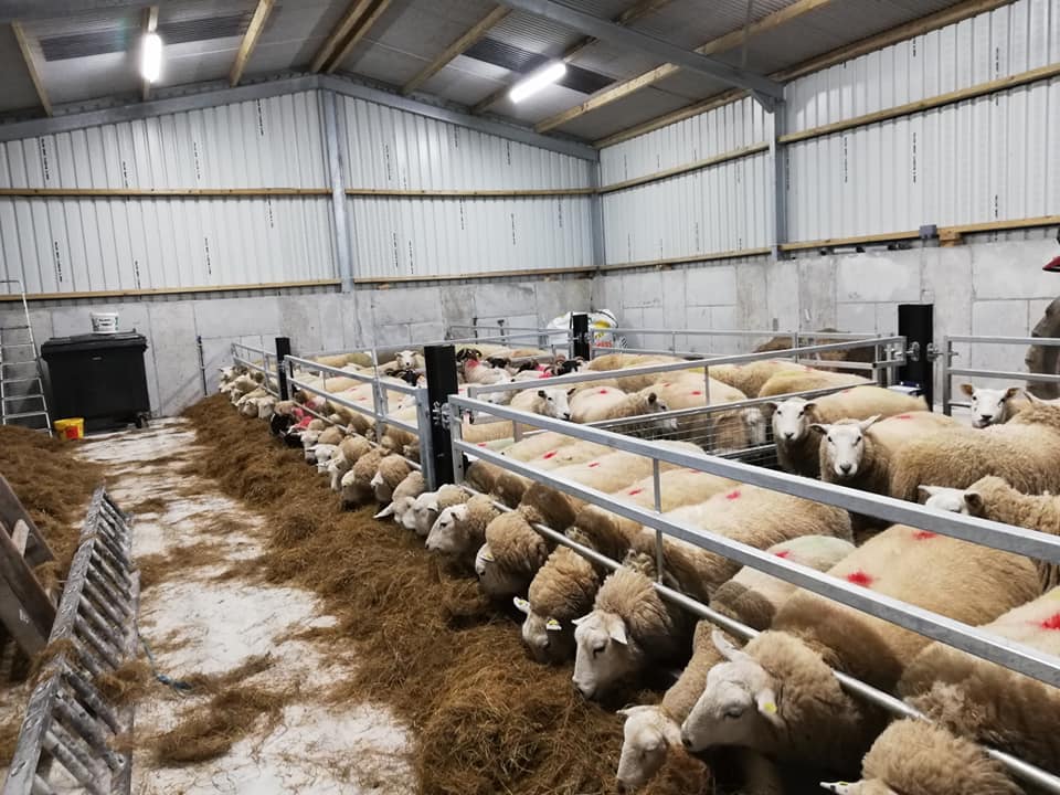 Original feeding barriers that Kenny had installed in his slatted unit
