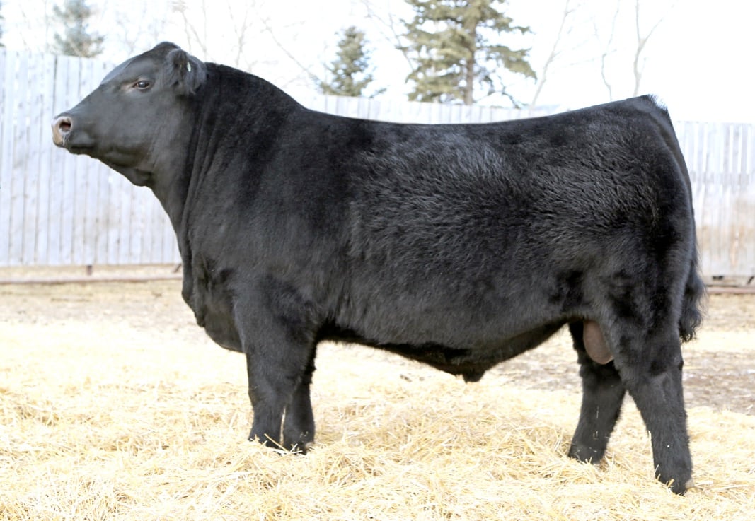 Alcatraz at 12 months-of-age